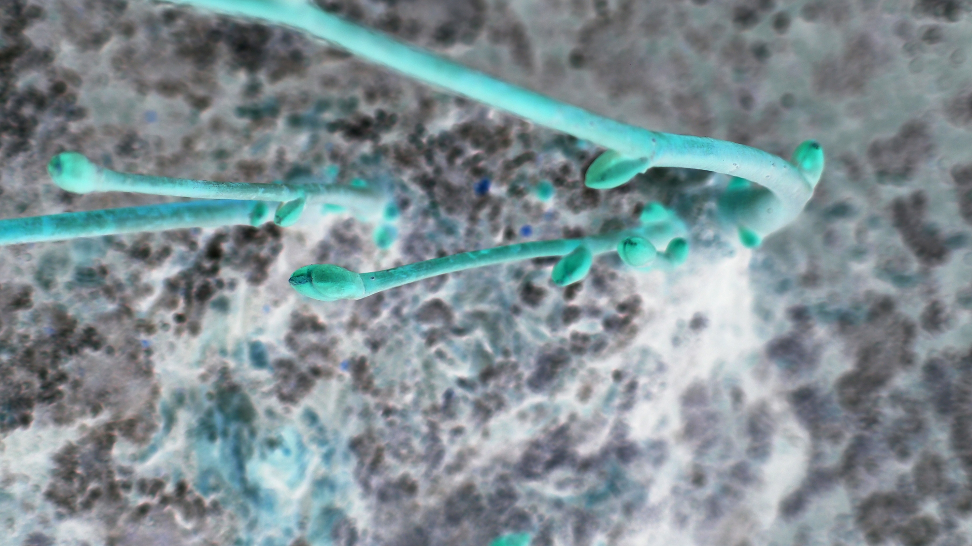 2021-03-10 Hanno Leichtmann - 1996 Monolith (rauschpartikel Remix 1 - 3)